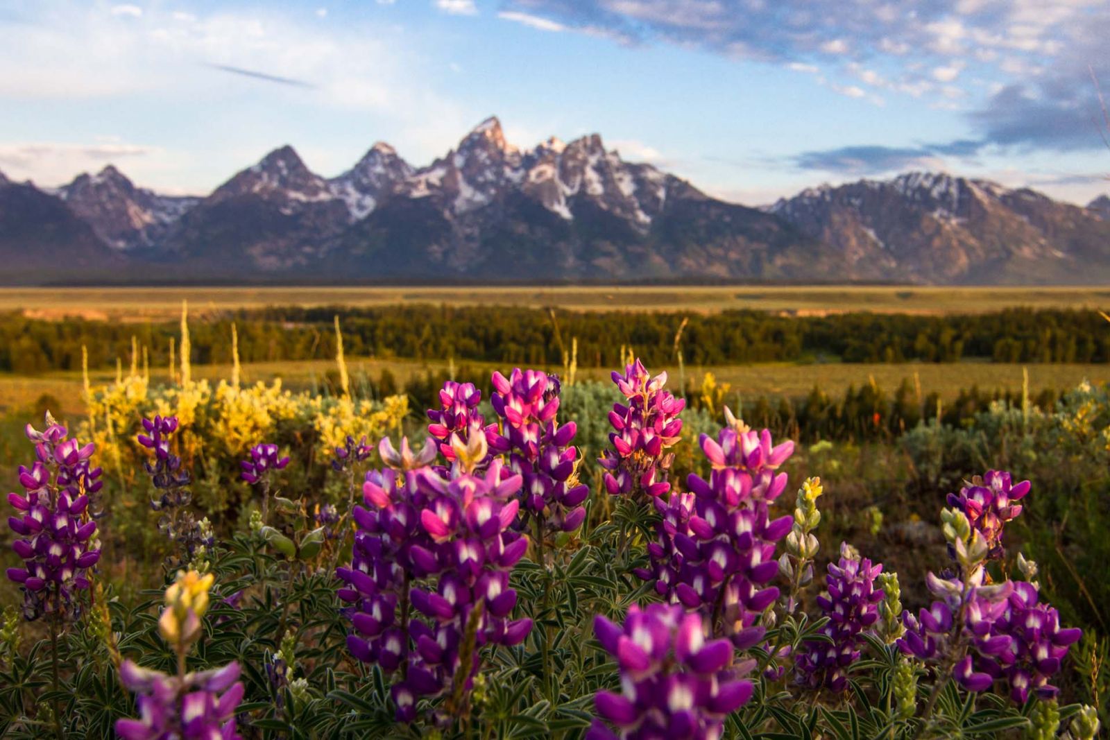 June Wildflowers in Grand Teton National Park