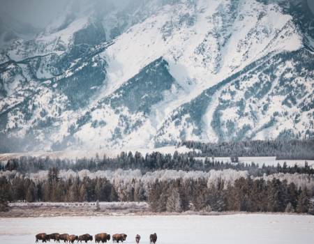 Bison in front of the Tetons