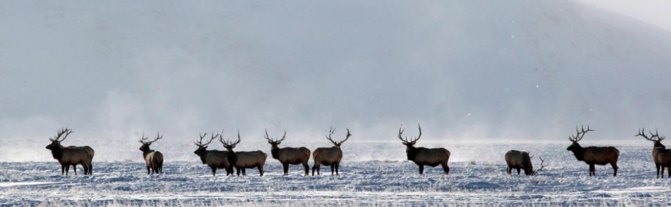 Local’s Guide: A Visit to the Elk Refuge 