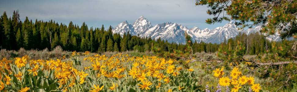 Spring in the Teton