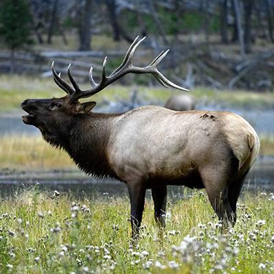 An elk bugles in Grand Teton National Park, outside Jackson Hole. Elk bugling in Grand Teton National Park, outside Jackson Hole.