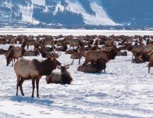 Local’s Guide: A Visit to the Elk Refuge 