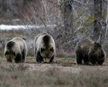 Baby Wildlife A Plenty in Jackson Hole