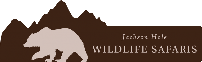 Jackson Hole Wildlife Safaris